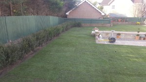 hedge, hedging, yew trees, green, planting.